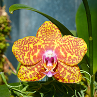 Freckled Orchid